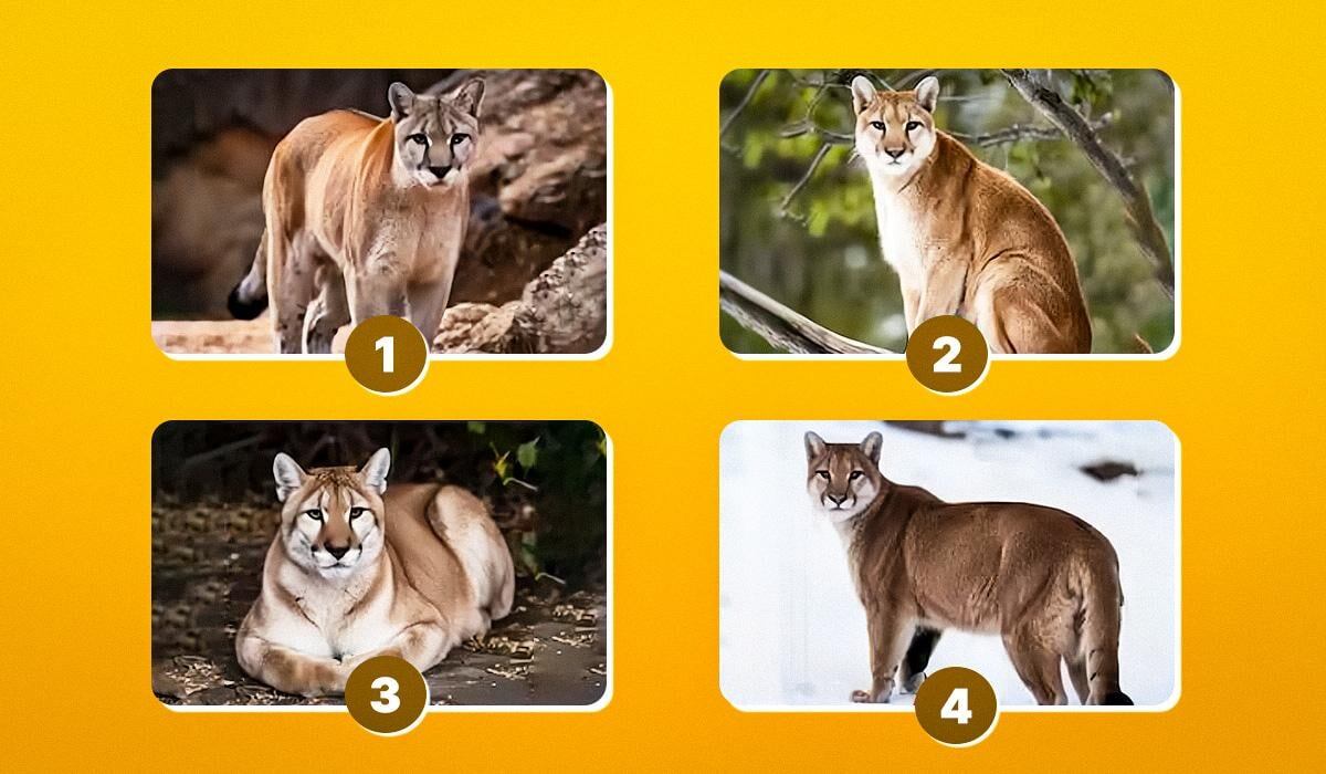 Что ваша пuma говорит о вас: уникальный тест на личность