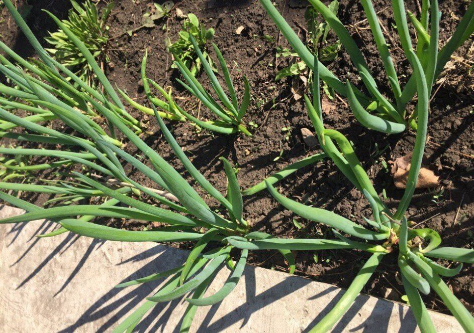 ����������� ����-������ � ������ ������: ������� � ������