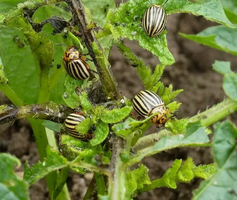 Эффективные методы борьбы с колорадскими жуками на картошке