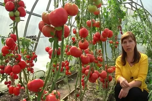 Томаты Гордость застолья: секреты успешного выращивания