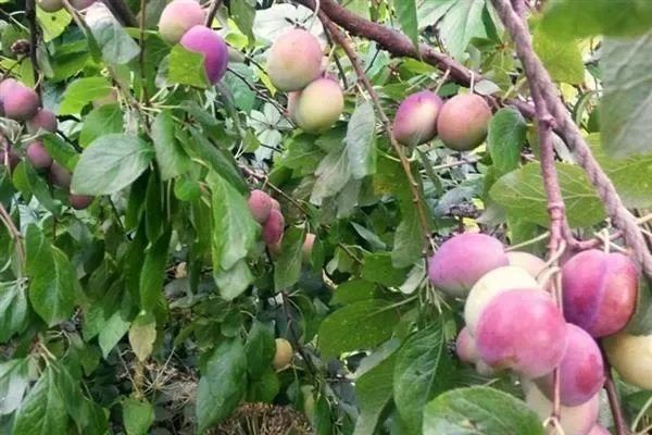 ����� ������ ����������: ��� ��������� ������� ������ � ����� ����