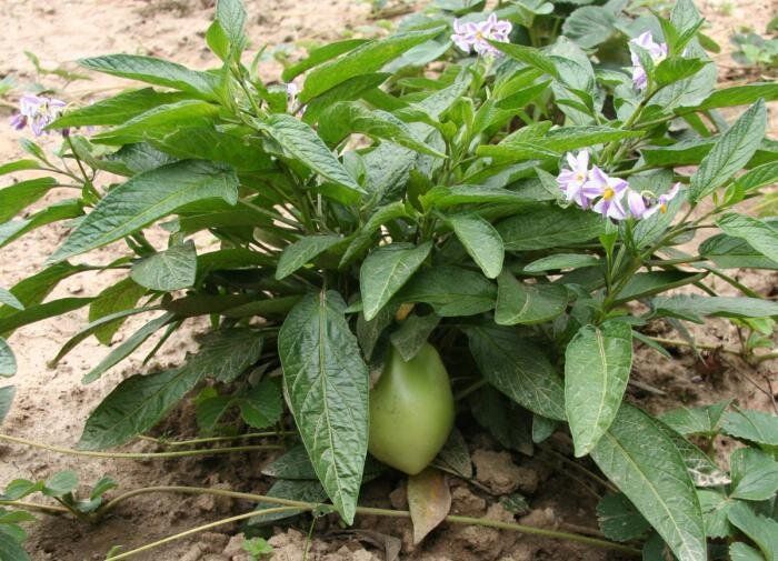 ������ �����: ���������� ��� ������