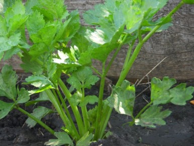 Секреты успешного выращивания сельдерея: от семян до богатого урожая