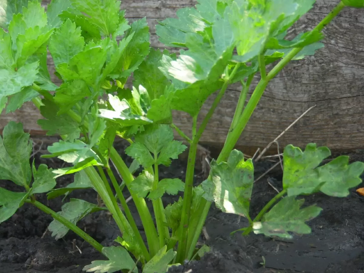 Секреты успешного выращивания сельдерея: от семян до богатого урожая