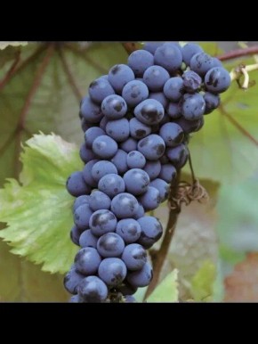 ���������� �����������: ������������� ���� ��������� ��� ������� ���