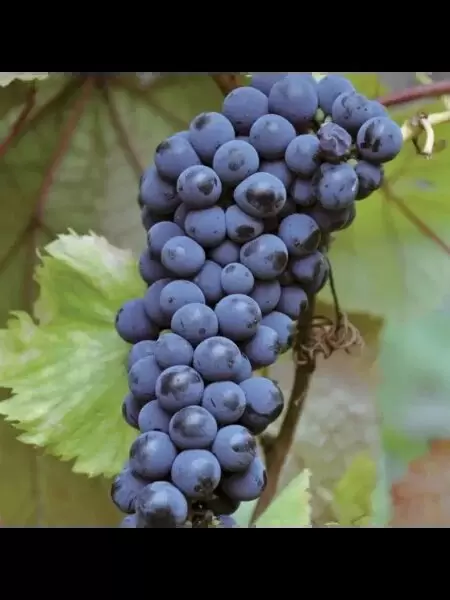 Московский безукрывной: инновационный сорт винограда для суровых зим