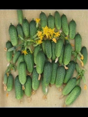 ������ �����������: ��������� ����� ��� ������� ������ � �������������� �������������