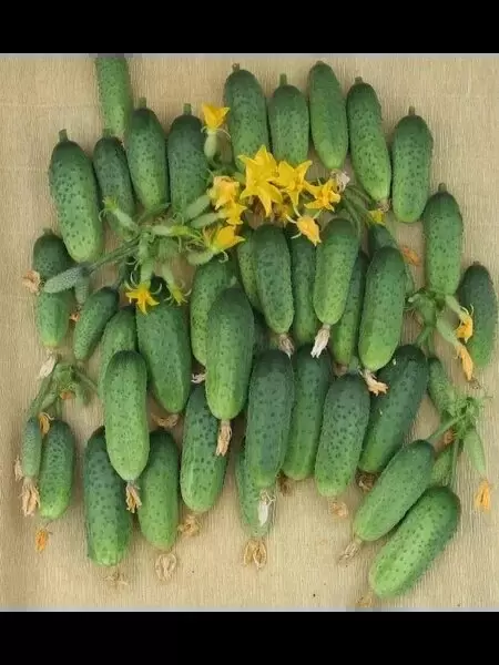 Огурец Буревестник: идеальный выбор для раннего урожая и универсального использования