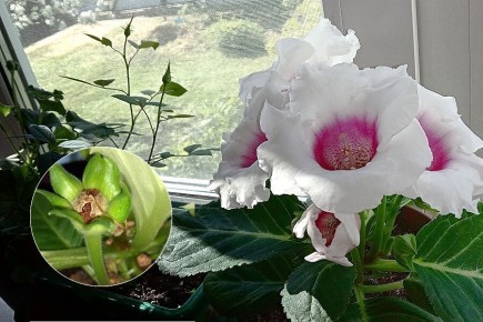 ��� ��������� �������������� ��������� �� �����: ��������� �����������