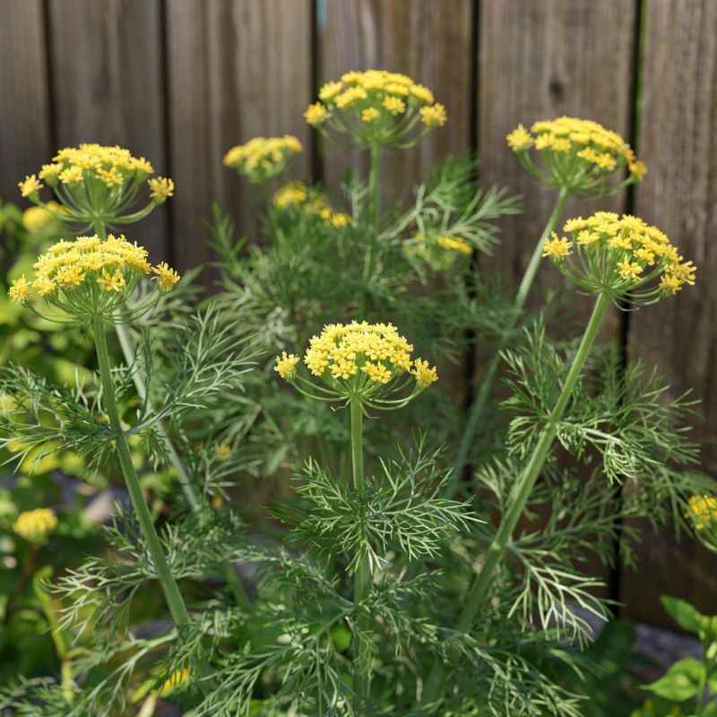 ��� �������� ����� �� ����������: ������ ��� �������� ������ ������