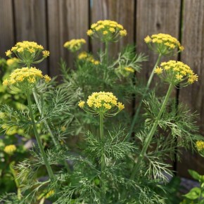 ��� �������� ����� �� ����������: ������ ��� �������� ������ ������