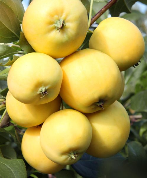 ������ ������: �����-������� ������ � �������� ������� ��� �������� �������