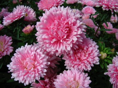 ��������� �������� �������: ����� �������� �������� ������