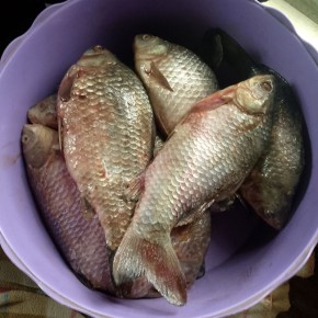 ���������� ��������: �������� ��������� �� �����������