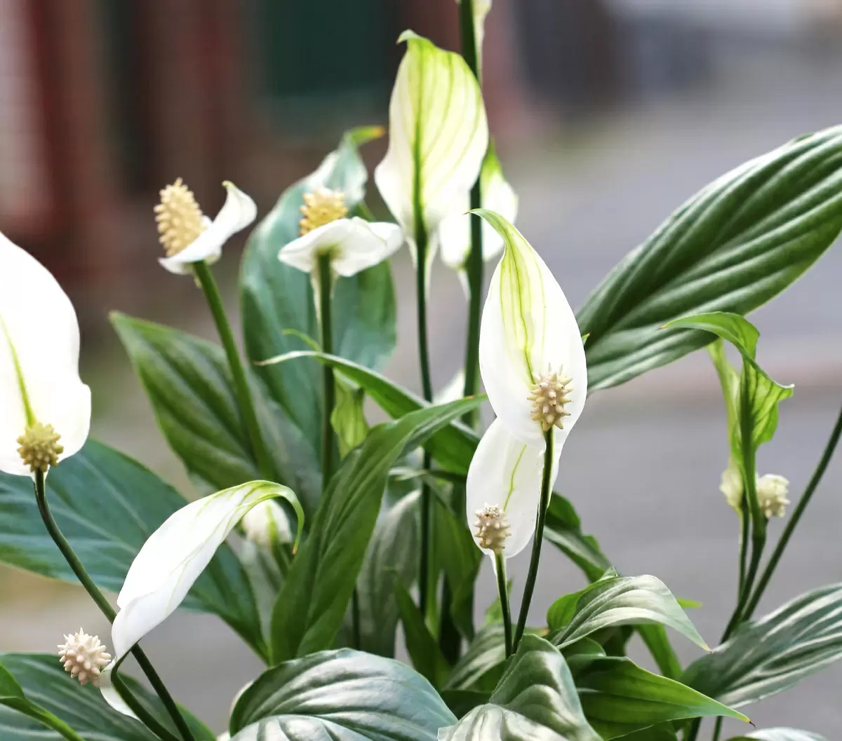 Уход за спатифиллумом: секреты и советы для цветоводов