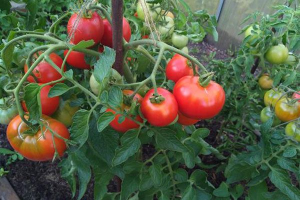 ���������� ����������� ����������� � ������ ������� ����