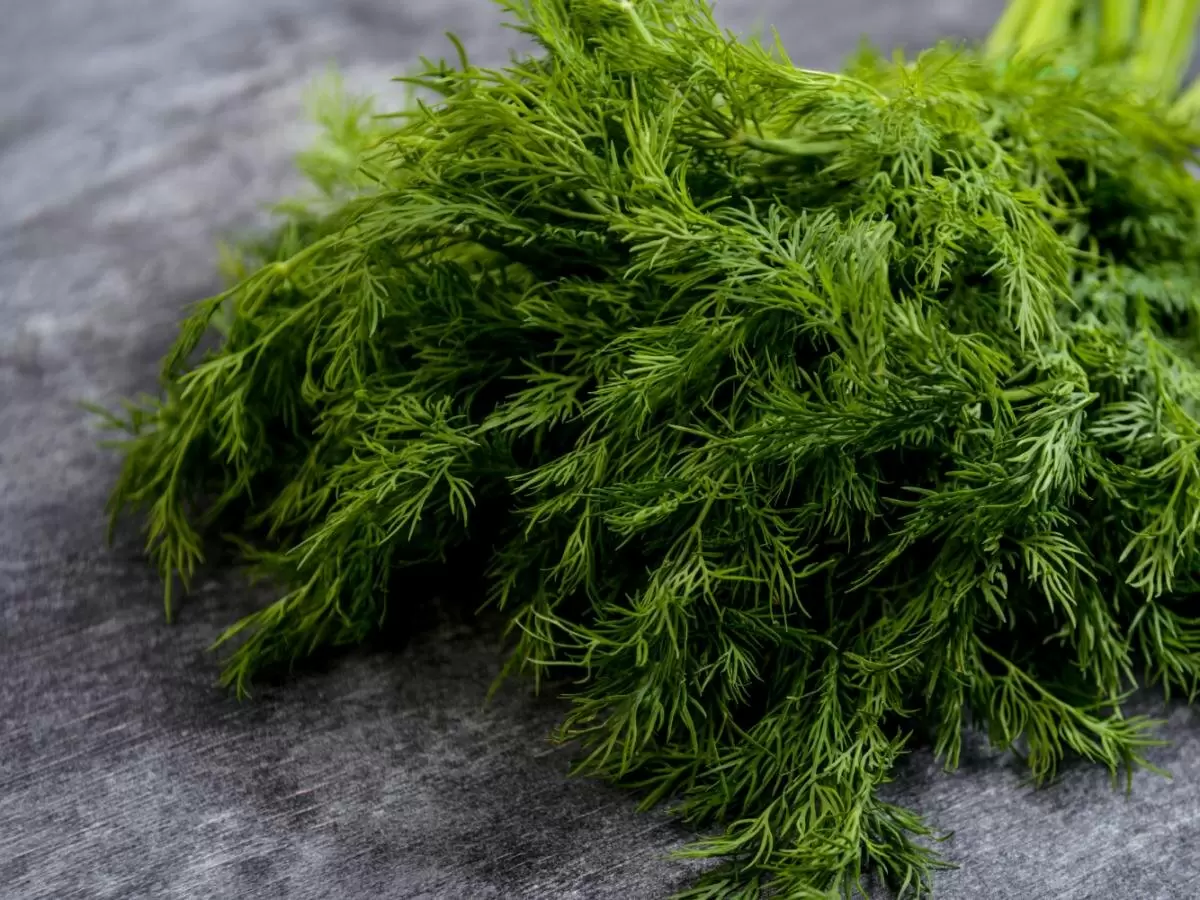 Как вырастить укроп на подоконнике: простые секреты для домашнего огорода