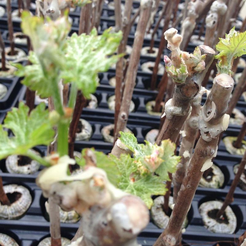 ���-3 ��������, ������� ����� �������� ��� ���