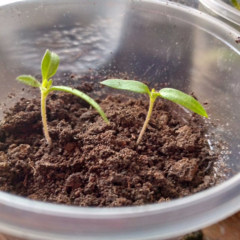 ������ �� ��� ���: ������� ������� �������