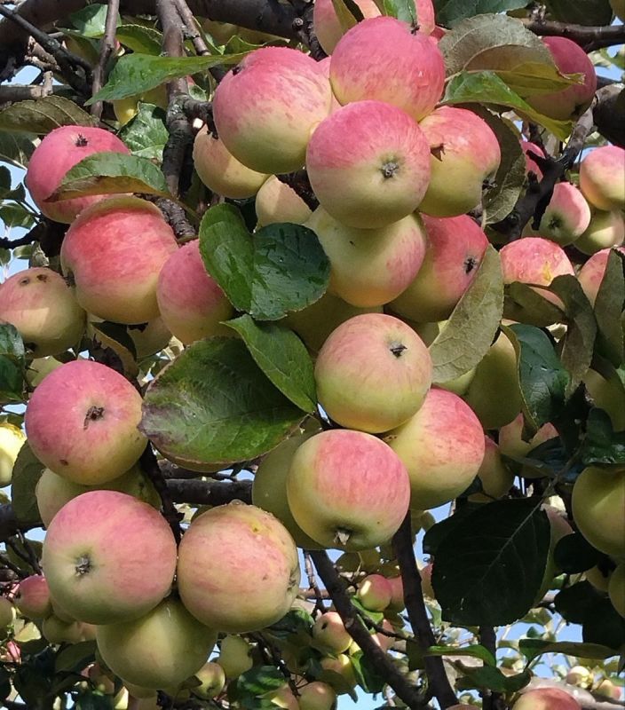 ��� �������� ��� �� �������� �����: ������ �� ��������� �������� �������� ������