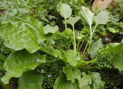 Секреты успешного урожая щавеля