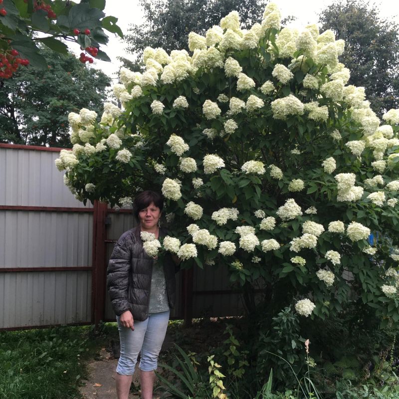 ��������� �����������: �������, ������� �� ������� ������