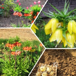 ������������ ������� �������� ����� �������� � �� ������: ��� ����� ������