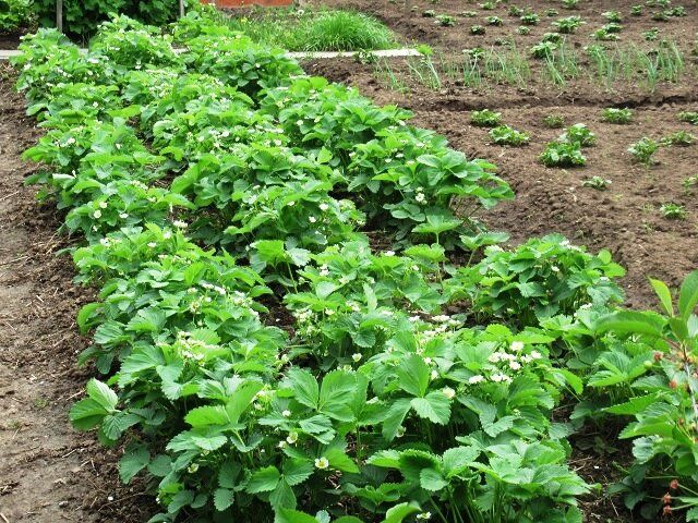 ��� ��������� ������������� ��������: ������ ��� ��������� ������