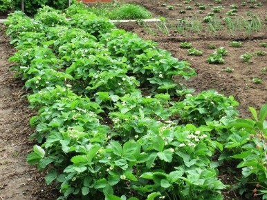 ��� ��������� ������������� ��������: ������ ��� ��������� ������