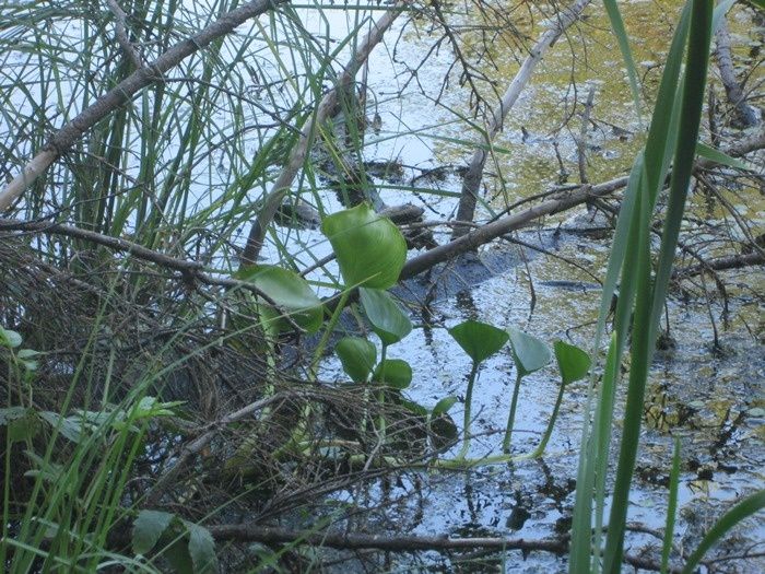 ������ �����������: ����� ������������� �������� ��������