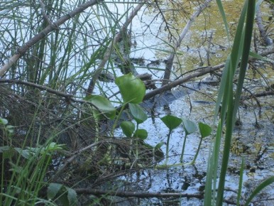 ������ �����������: ����� ������������� �������� ��������