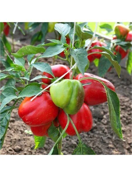 ����� �����: ��������� ����� ��� ������� ������ � ������ ������