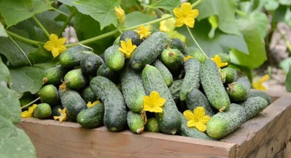 ��� ��������� ������ ������ �� 26 ����: ����������� ������ ��� �������