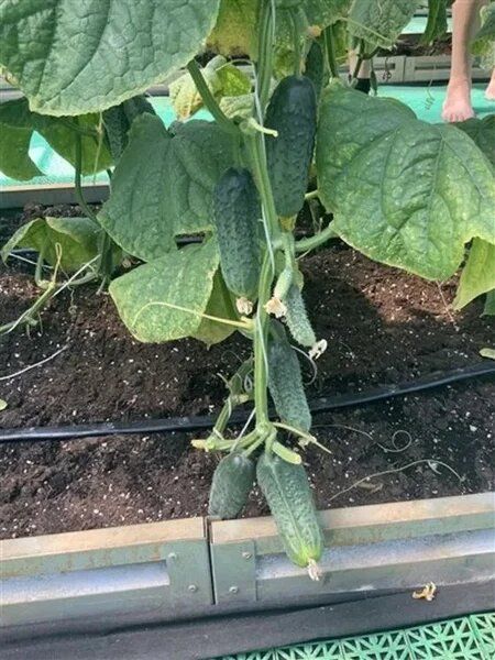 ������ ������: ��������� ����� ��� ������� � �������� ������