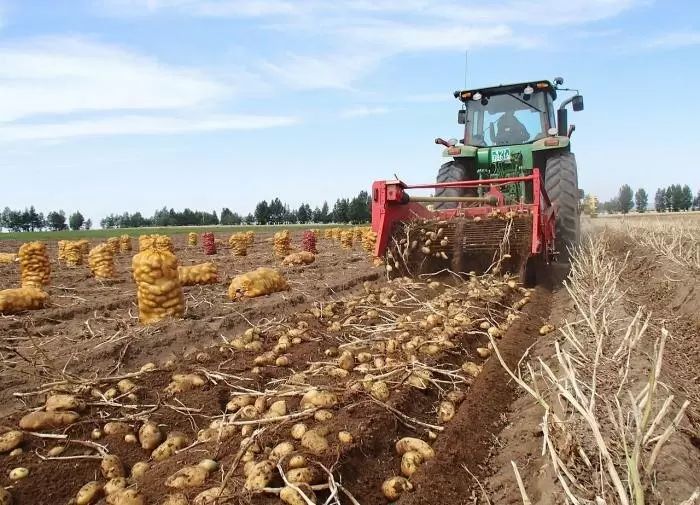 Цветной картофель как кулинарный шедевр