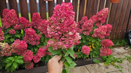 ����������� �����������: ��� ��������� ����� ����� ������ �������