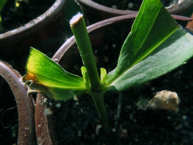 ������� ������������ �������: ������� � ������ ��� ��������� �����������