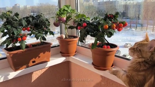 Как создать зимний огород на подоконнике: секреты успешного выращивания овощей