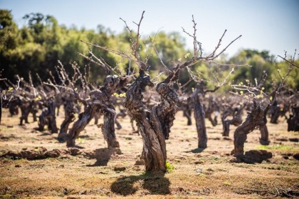 Secano Interior: открывая удивительные тайны вин Чили