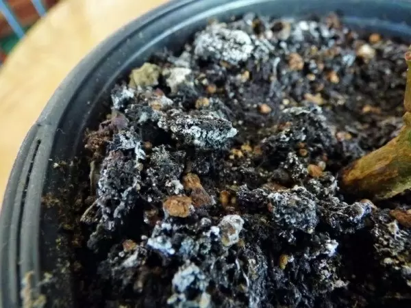 Плесень на земле комнатных растений: эффективные способы борьбы