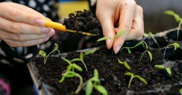 ��������� �����: ��� ����������� ����� ��� �������