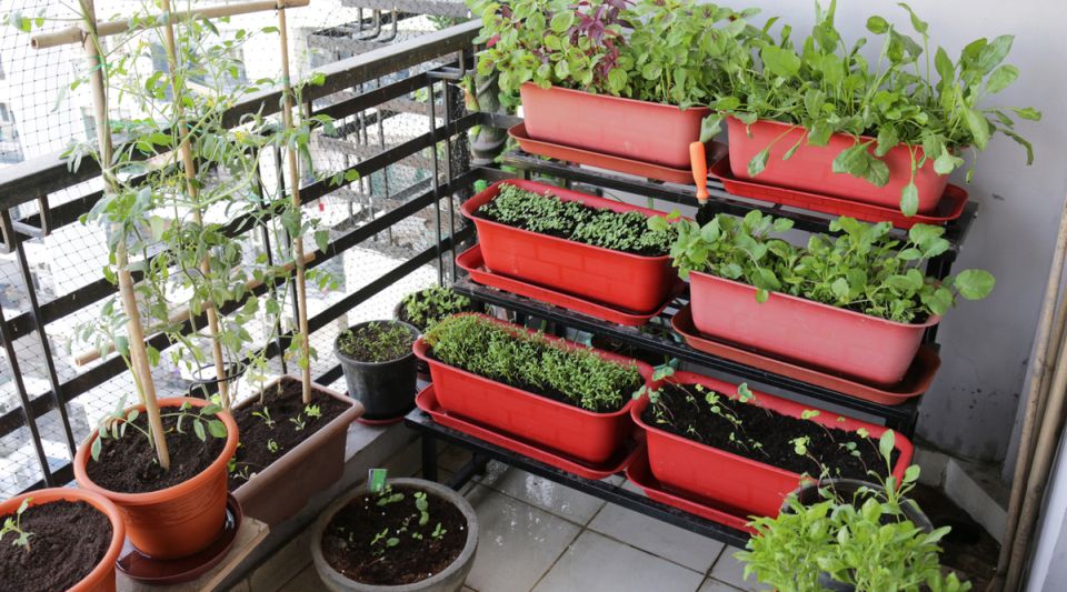 ������������ ������: ��� �������� ������ ���� ��� ����