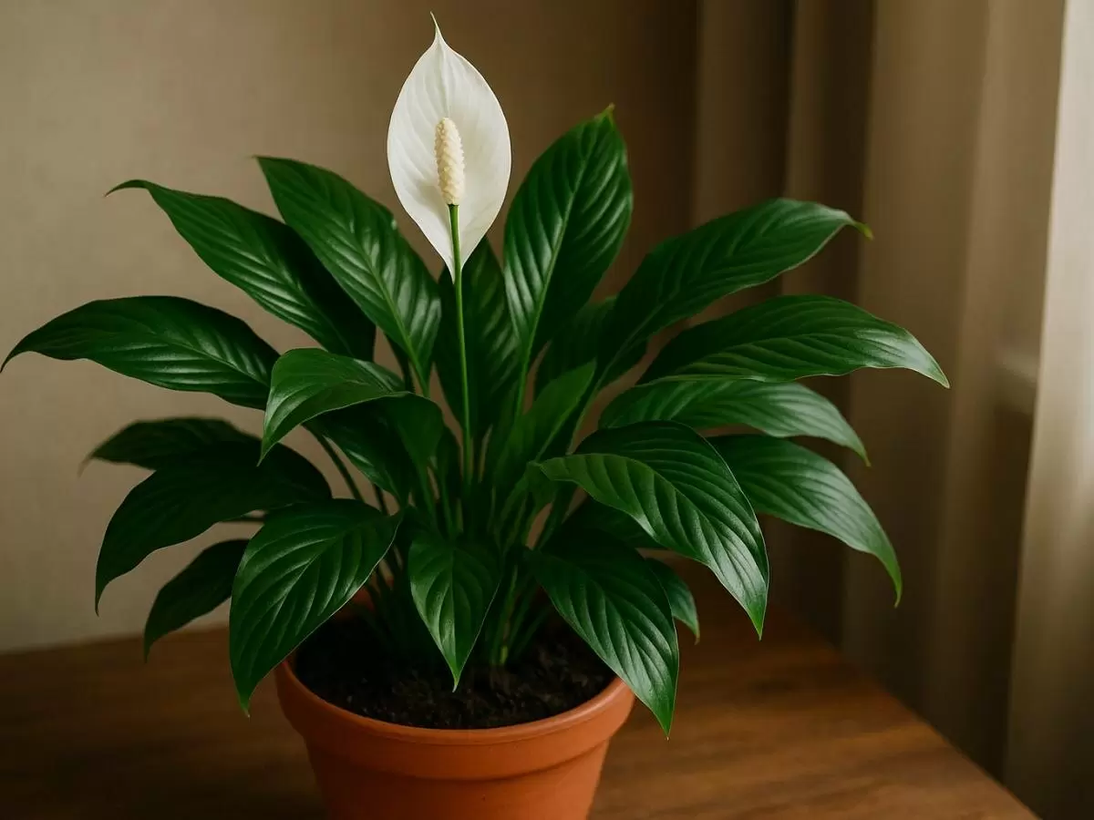 Зимний свет в интерьере: спатифиллум как тихий акцент января