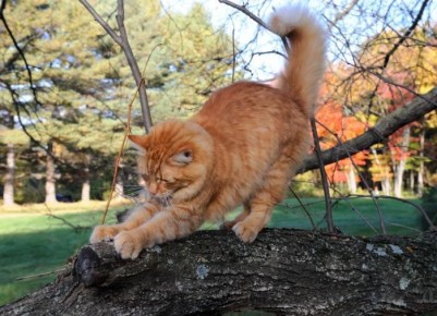 Почему деревья продолжают держать листья: основные причины и последствия