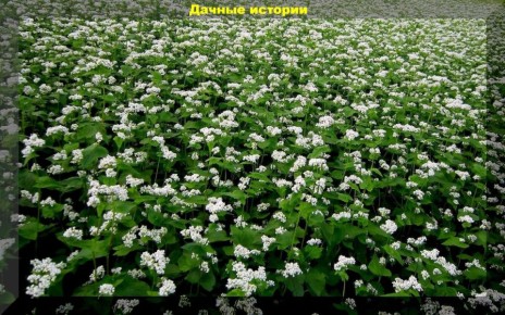 Гречка: секреты использования как идеального сидерата в садоводстве