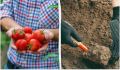 Как целые помидоры могут спасти ваш огород: находка для дачников