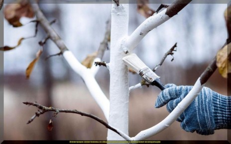 Секреты идеальной побелки деревьев: как защитить сад от зимних неприятностей?