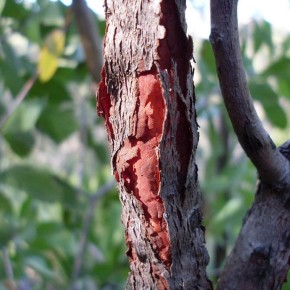 Как спасти сад от гнилого дерева: полезные советы и рекомендации