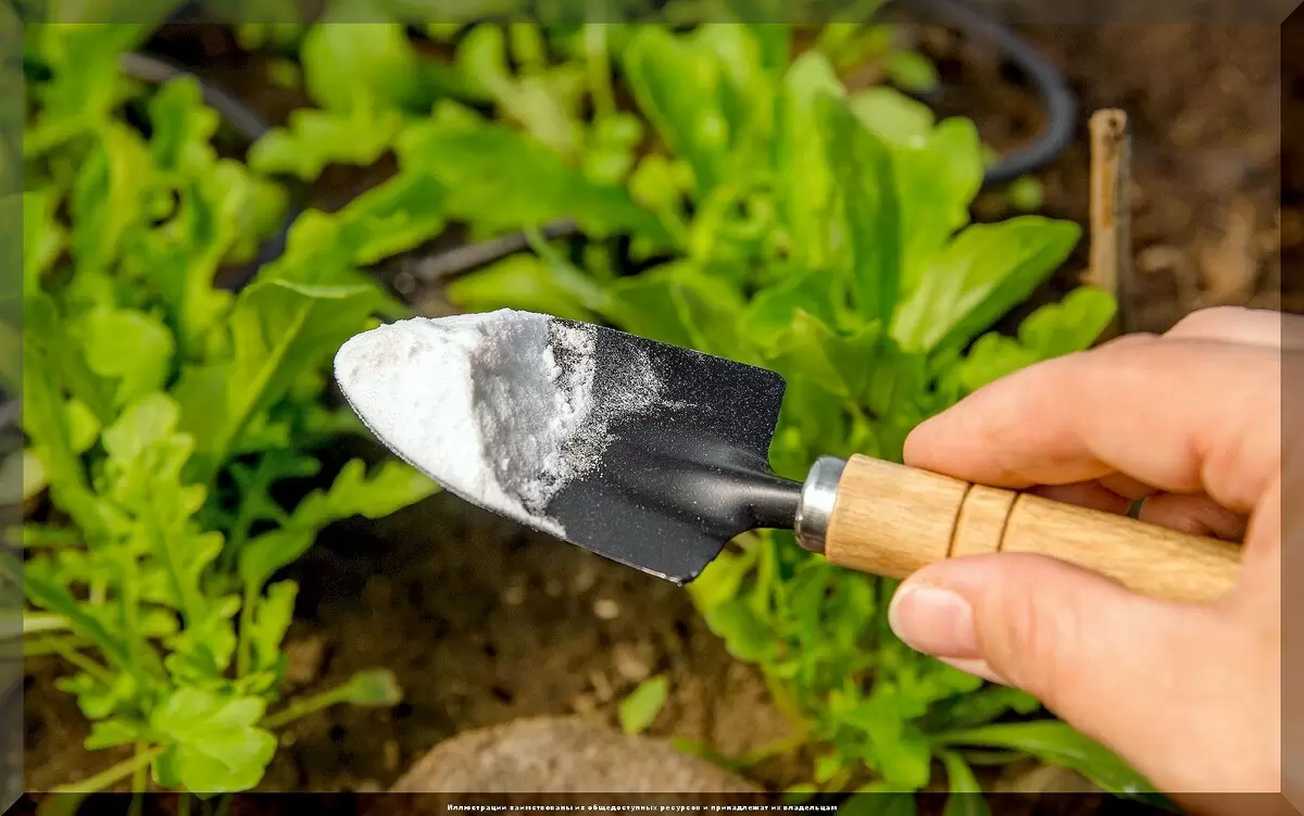 Органические удобрения: как правильно использовать различные виды муки для здоровья растений