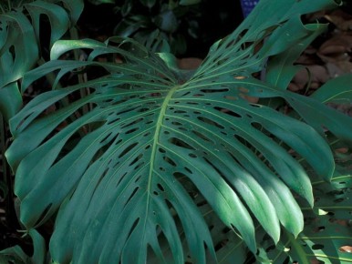 Калийное мыло: простое и безопасное решение для борьбы с вредителями у домашних растений